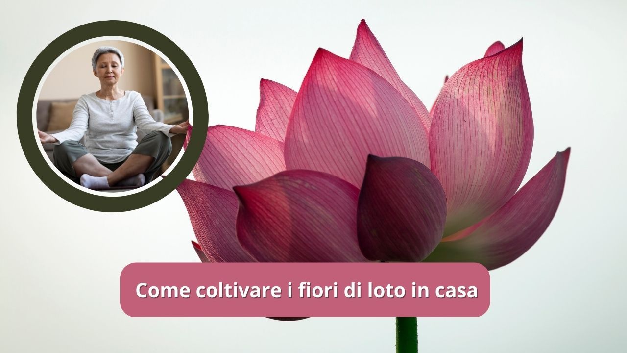 coltivare fiori loto in casa