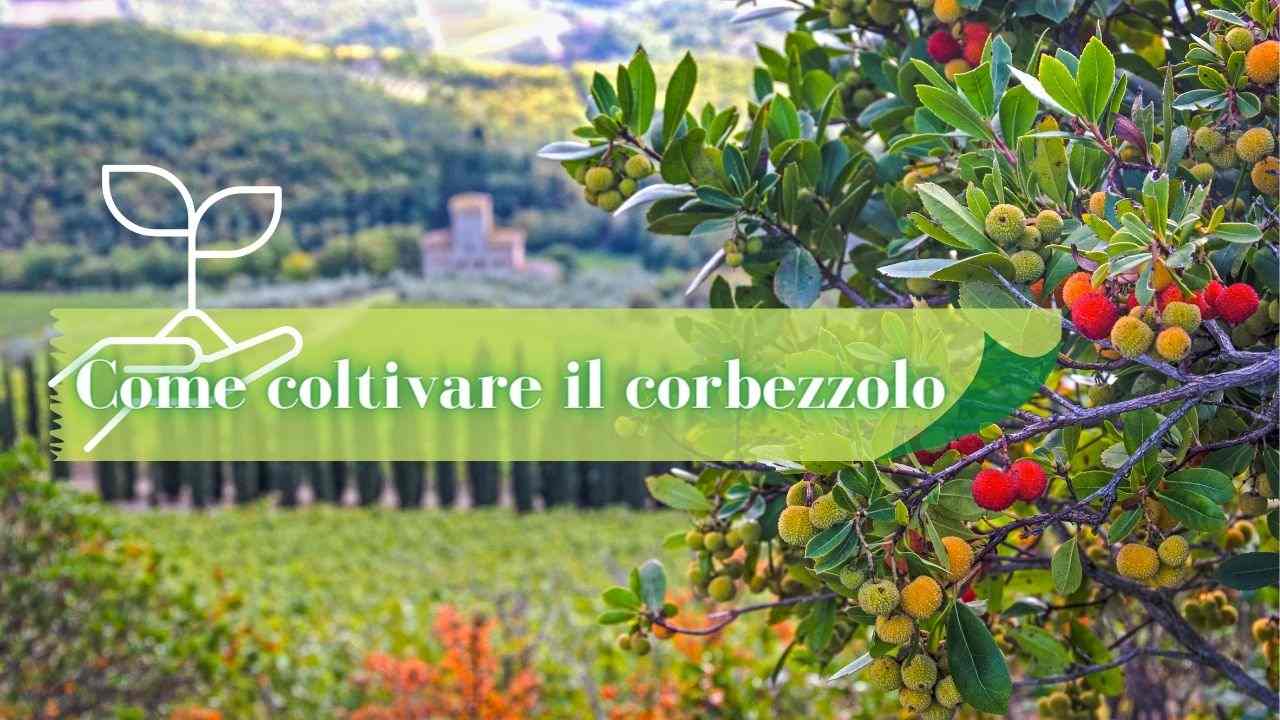 coltivare Corbezzolo