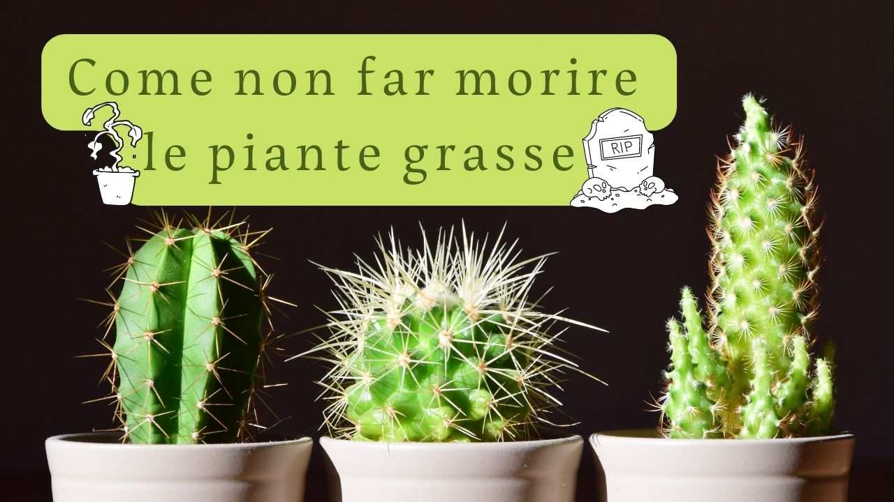 piante grasse possono morire