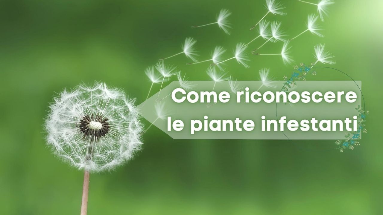 riconoscere piante infestanti