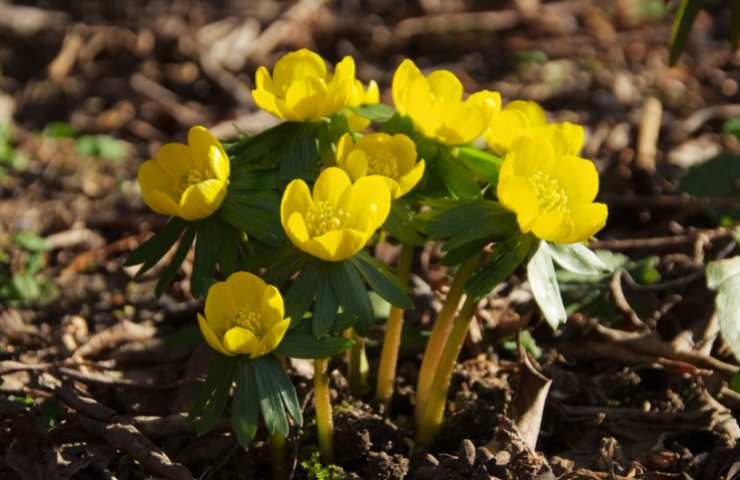 Dei fiori di aconito