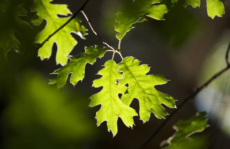 Delle foglie su di un albero in giardino