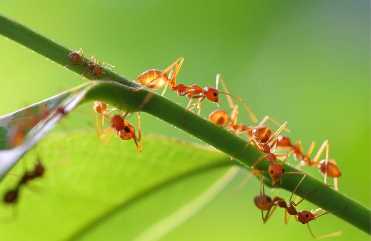 Delle formiche su una pianta