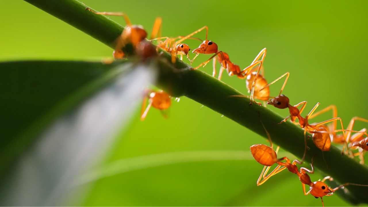 formiche nei vasi delle piante rimedi naturali efficaci
