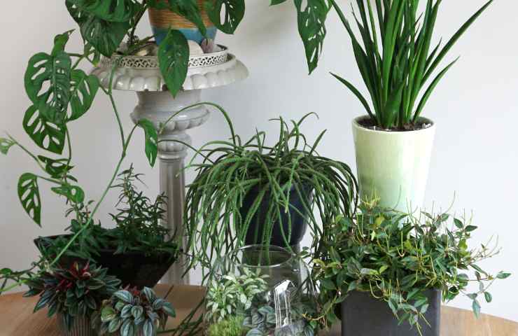 Delle piante in vaso in casa