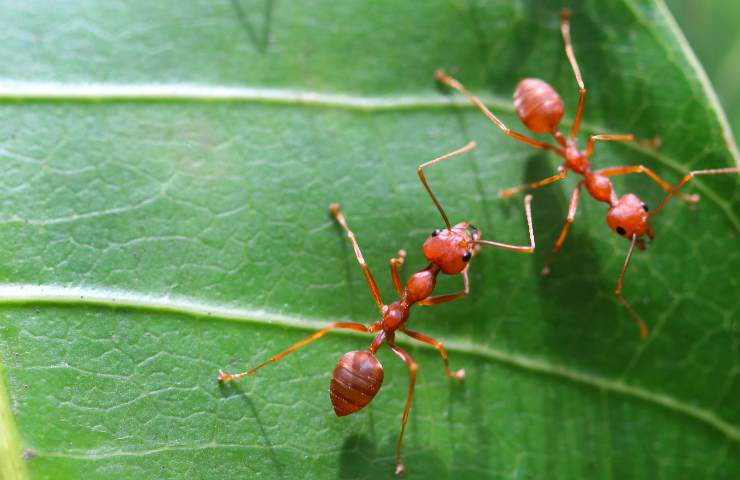 Due formiche su una pianta