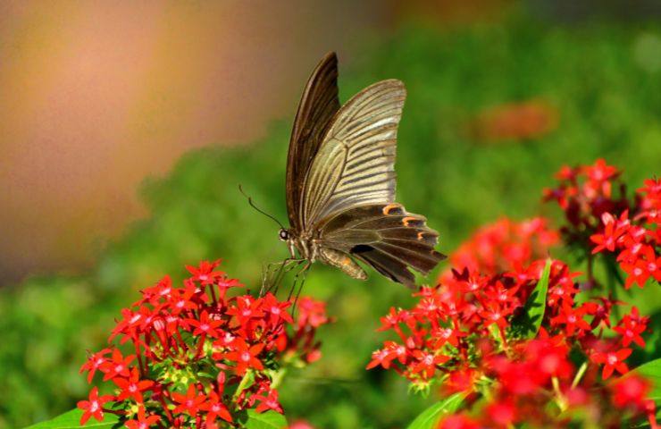 coltivare Pentas lanceolata