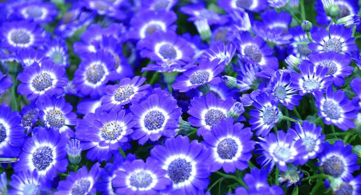 Come coltivare Cineraria