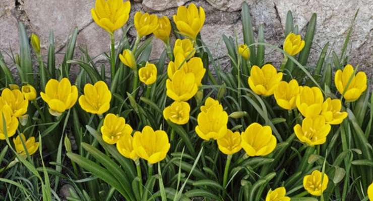 Pianta Zafferanastro giallo fiorisce in inverno