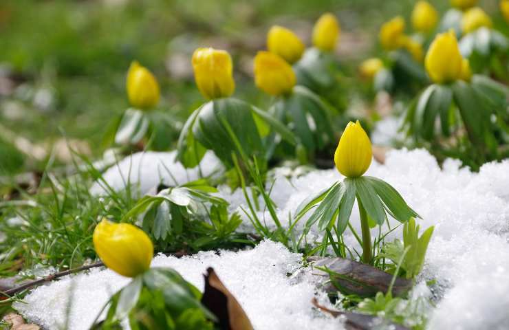 Fiori di aconito tra la neve