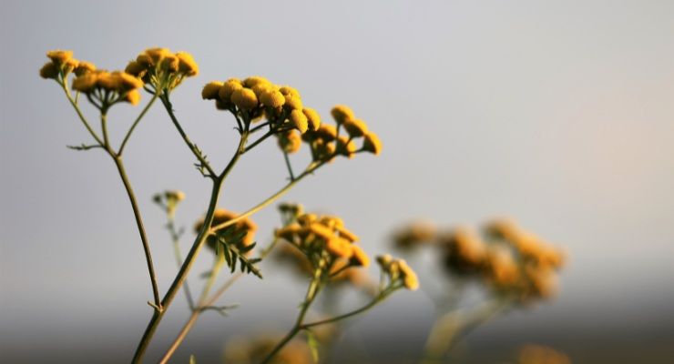 Proprietà pianta dai fiori d'oro