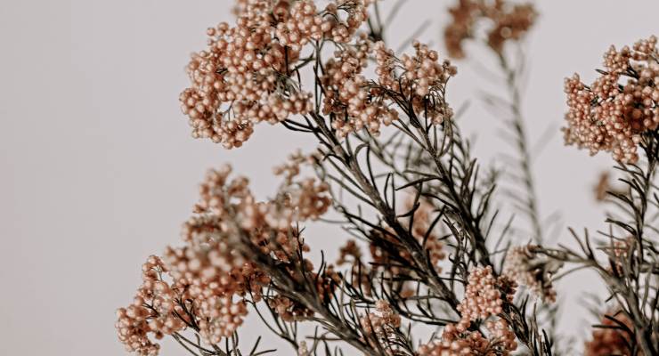 Fiori secchi per oggetto magnifico