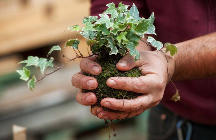 kokedama