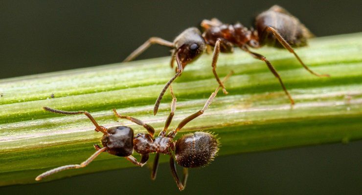 allontanare insetti dalle piante