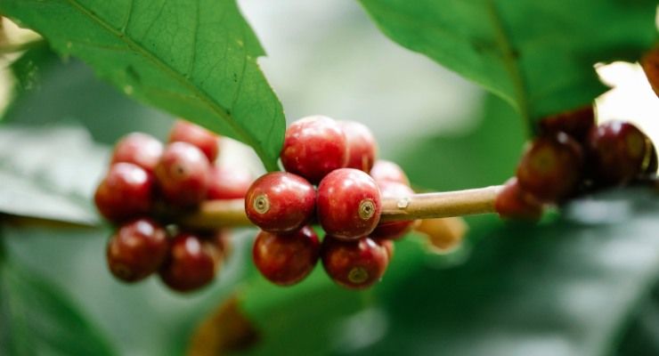 Trucchi per coltivare pianta di caffè