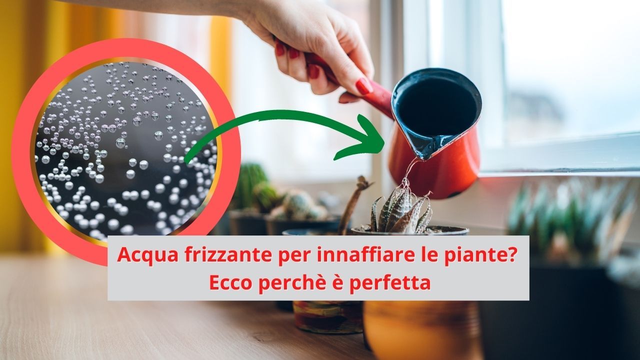 innaffiare acqua frizzante