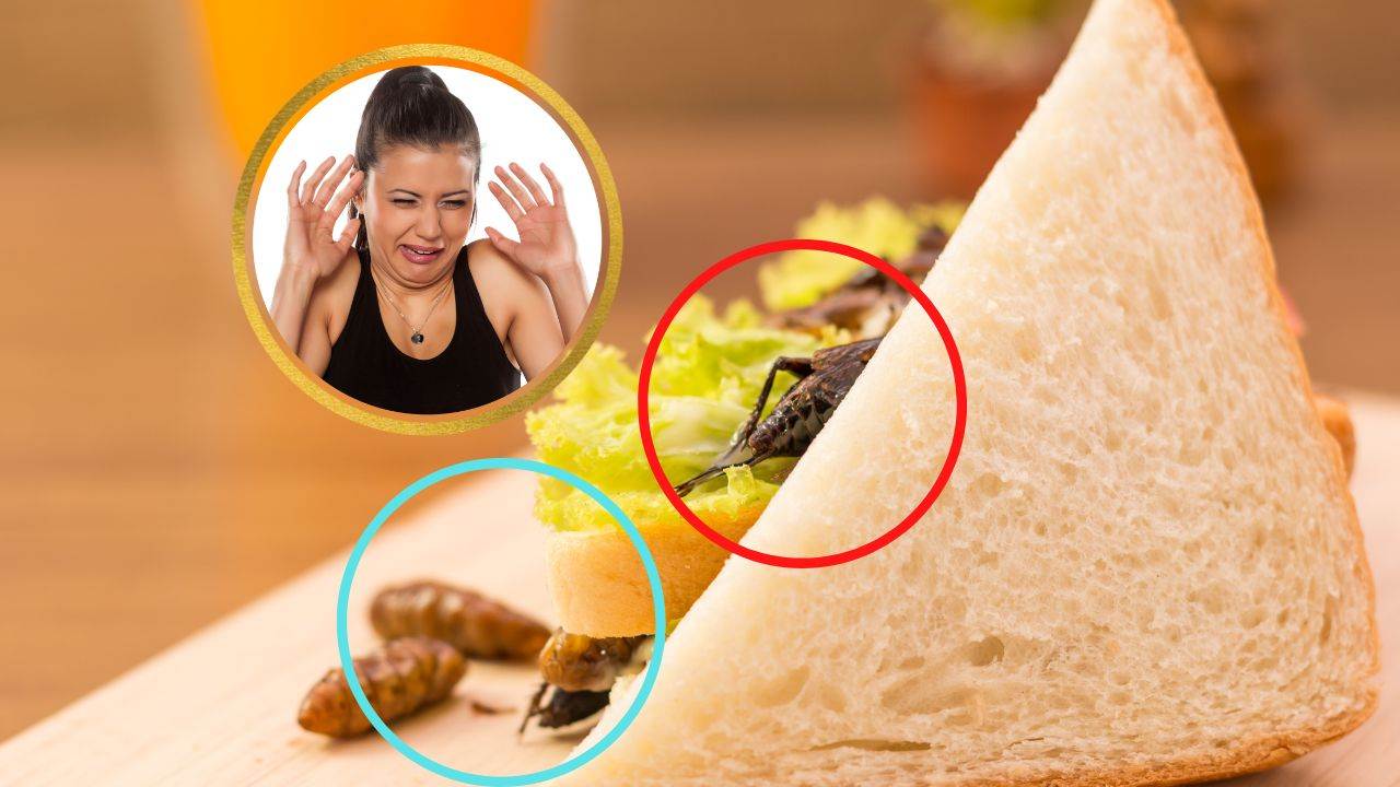 alimenti contengono insetti