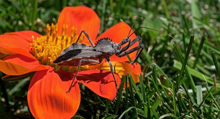 come fare diserbante naturale