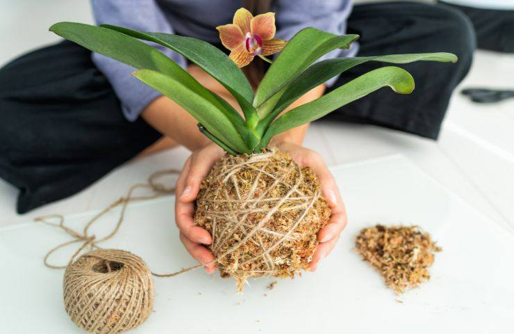 come creare il Kokedama