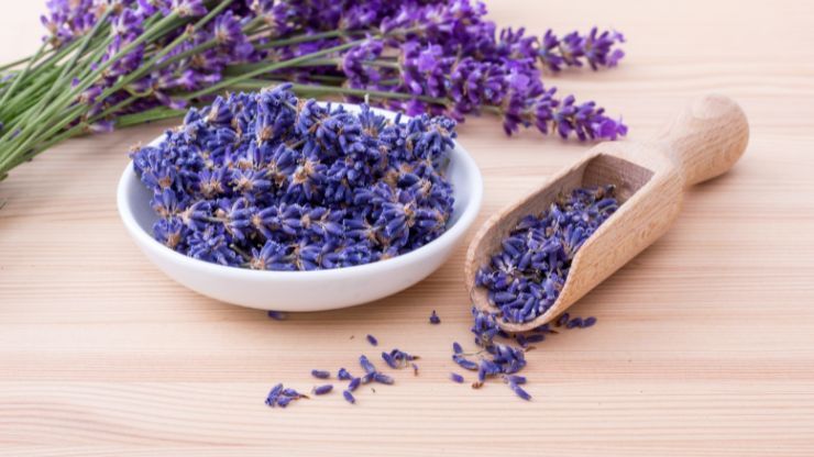 Fiori di lavanda