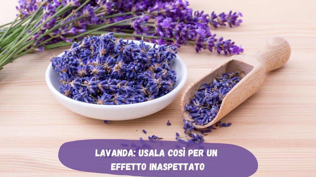 Usi della lavanda