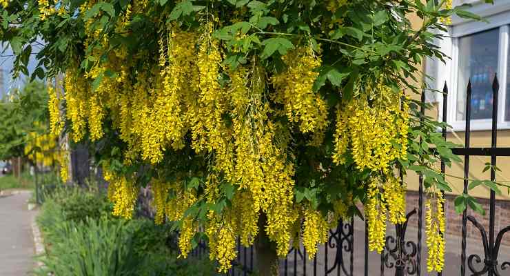 Casa particolare alla moda con alberi da interno