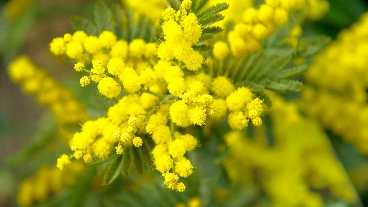 crescere mimosa