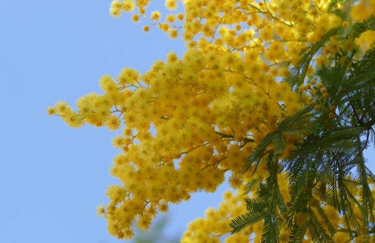 crescere mimosa