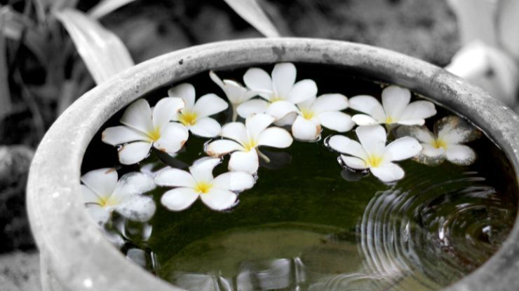 Fiori di gardenia