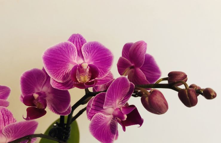 Benefici per orchidee