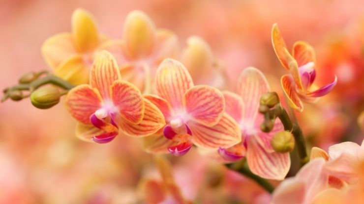 colori orchidea significato