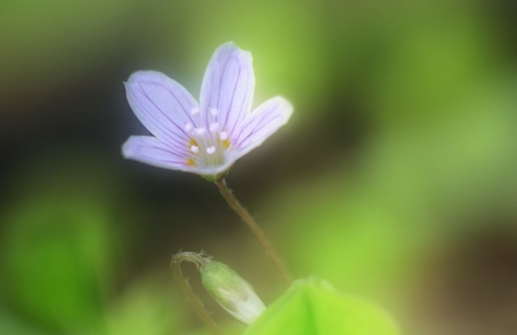 cosa è oxalis