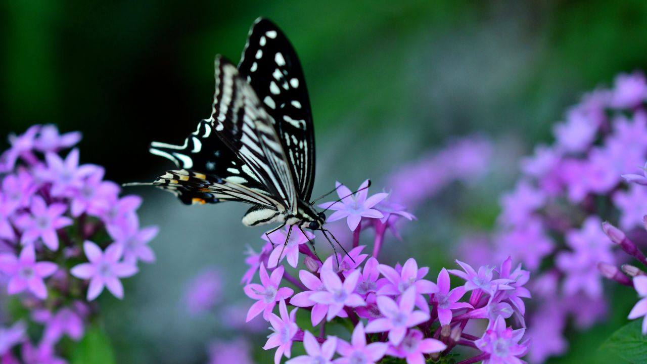 Stella Egiziana pianta