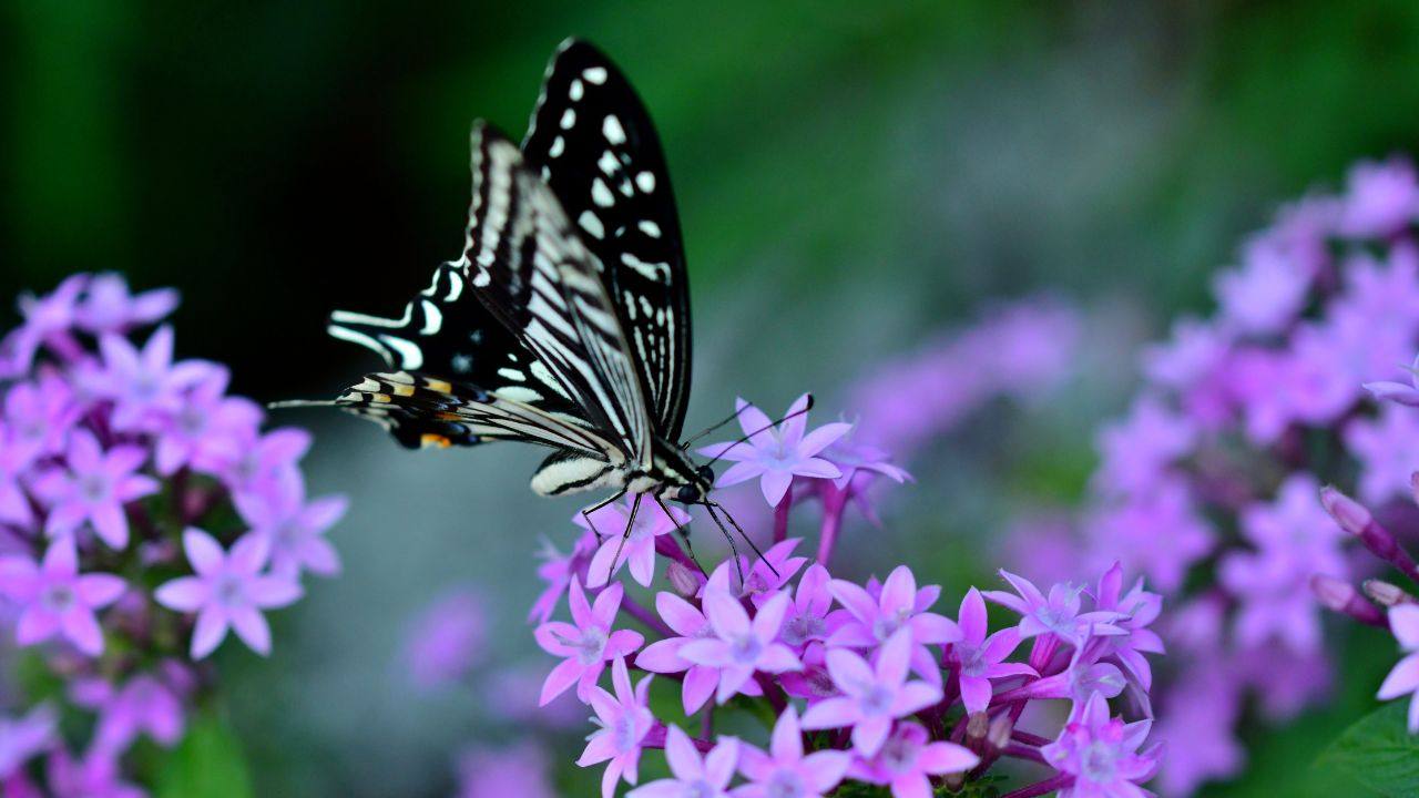 Stella Egiziana pianta