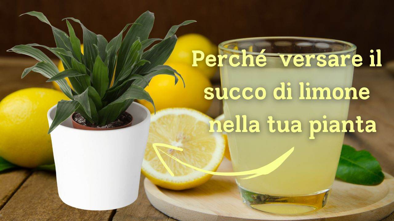 succo limone pianta