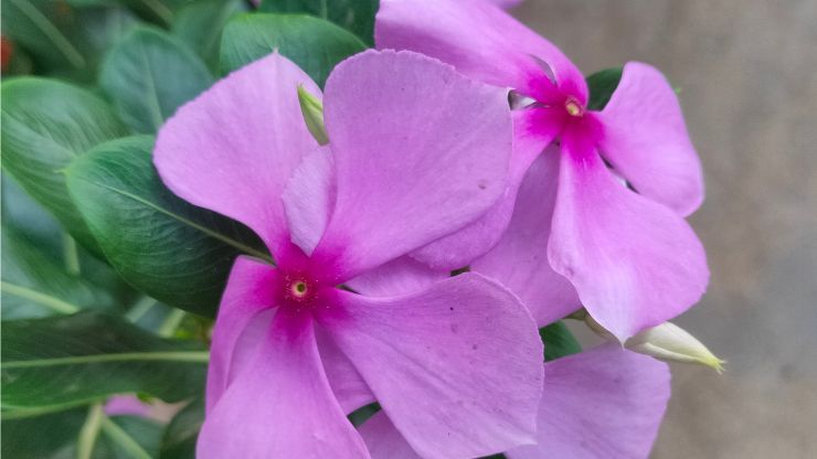 Pervinca del madagascar