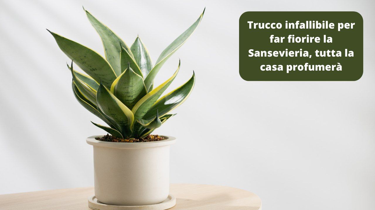 Trucco per una casa profumata con sansevieria