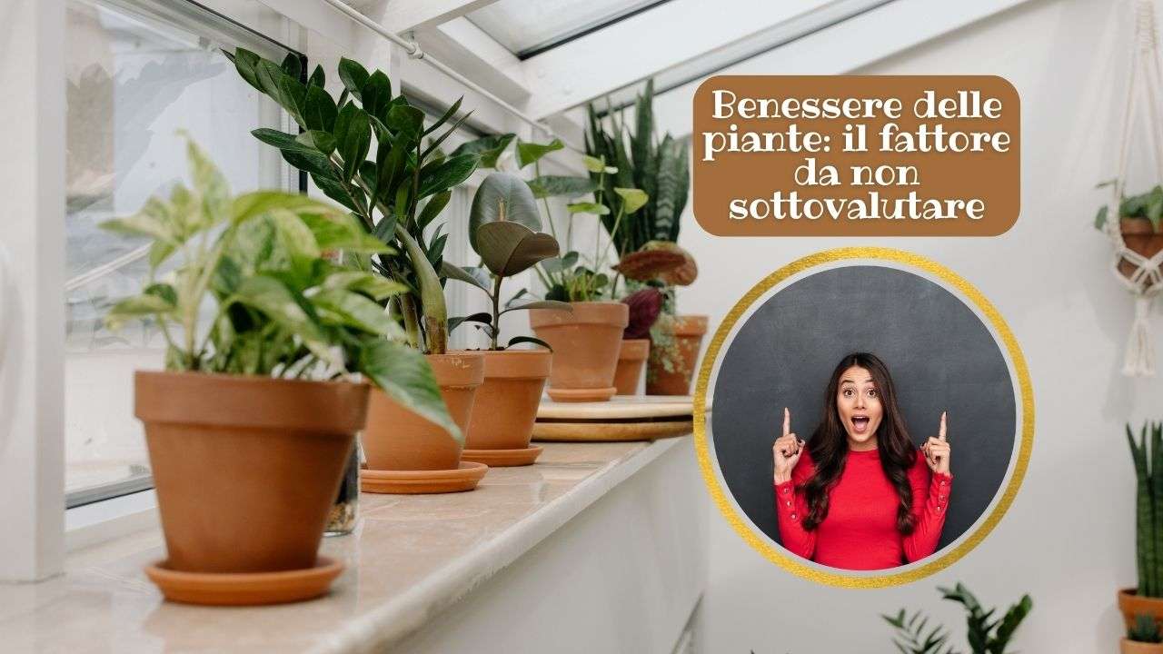 crescita piante interno