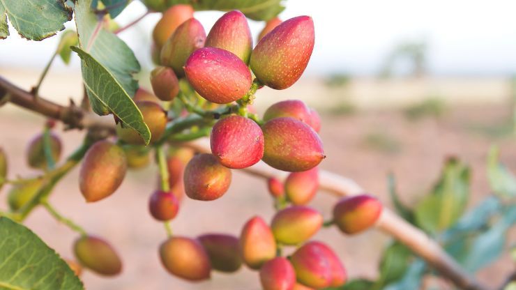 Pistacchi