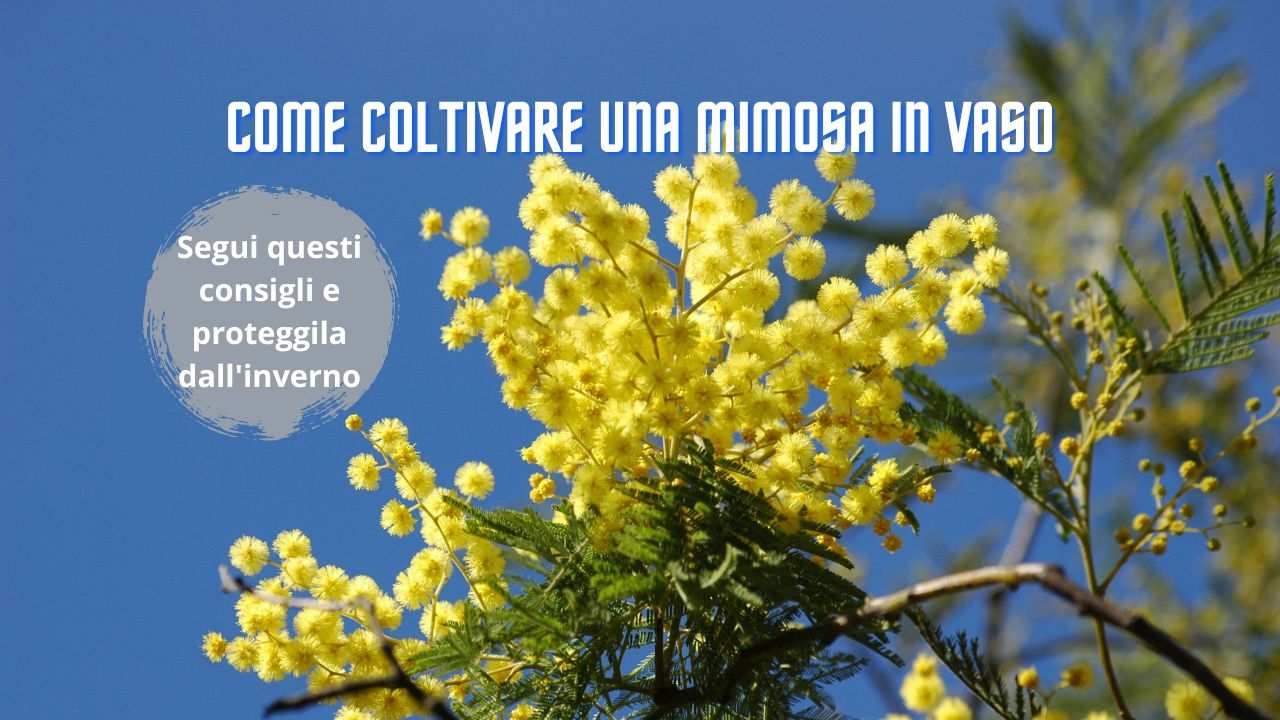 coltivare mimosa vaso
