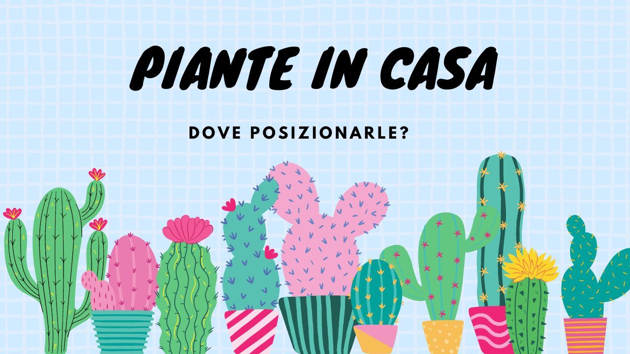 Piante in casa