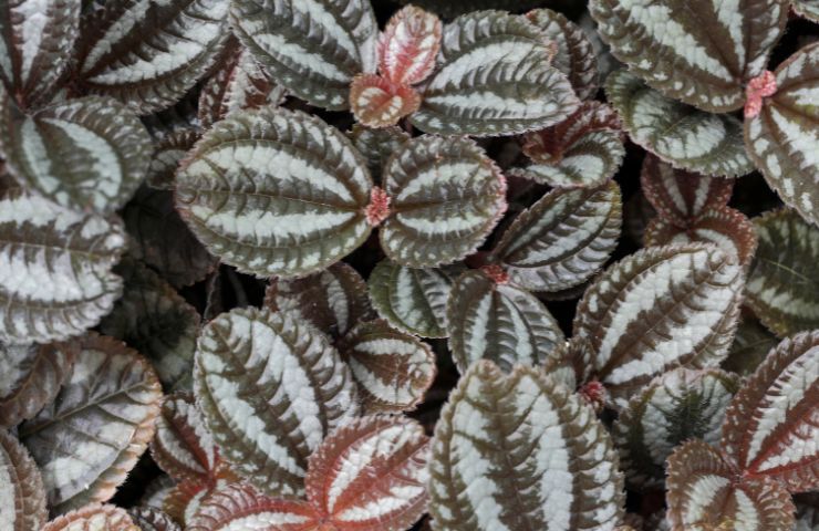 Pilea in casa