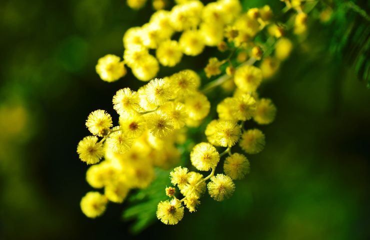 coltivazione mimosa vaso