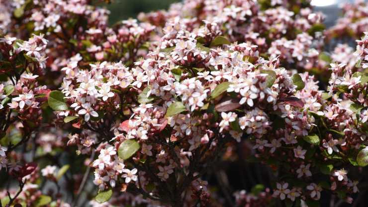 pianta simile rosa