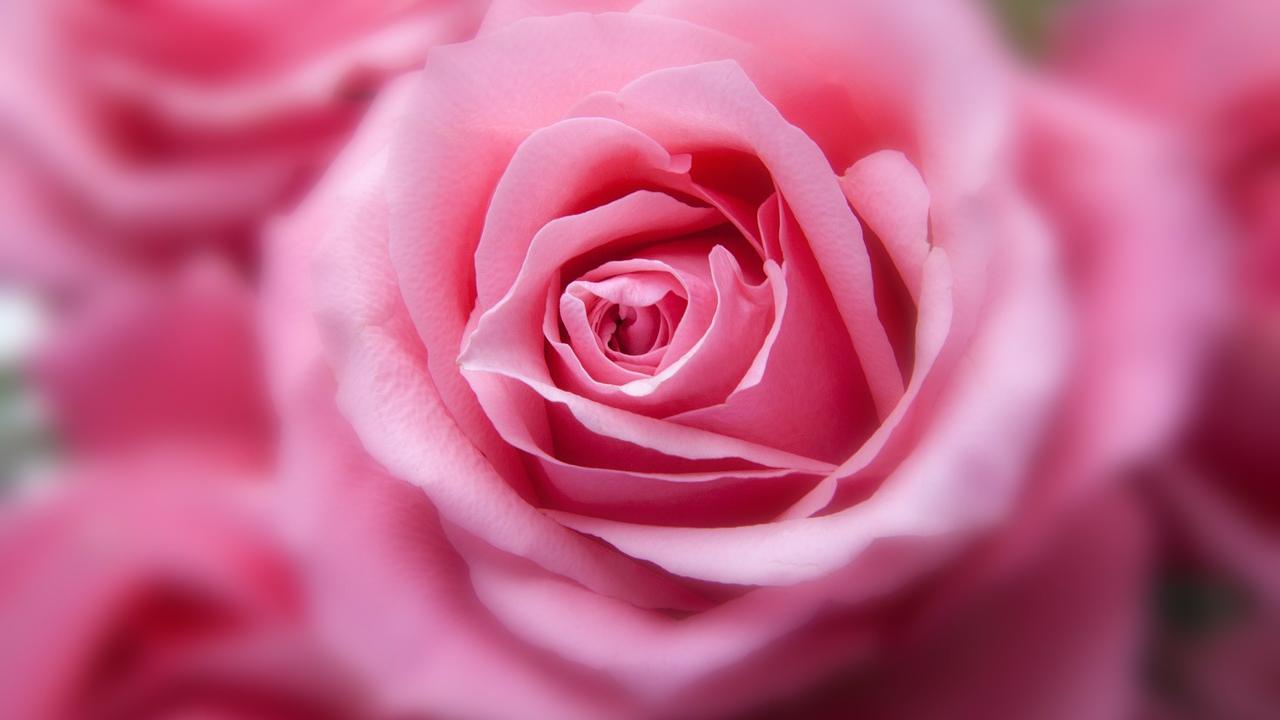 Rose, i segreti dei giardinieri