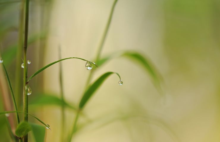 Le piante più celeri