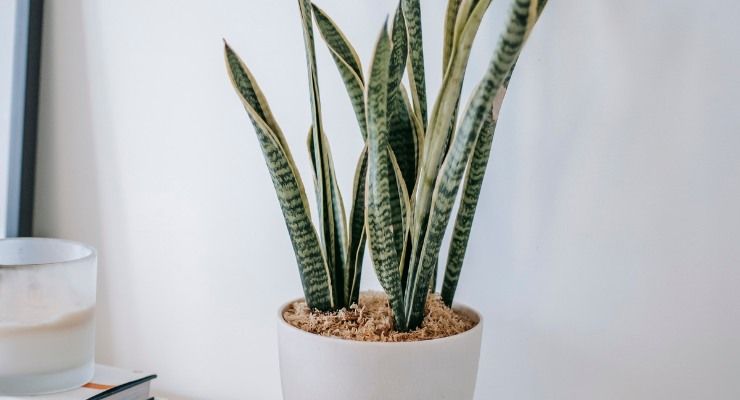 Trucco per far fiorire Sansevieria