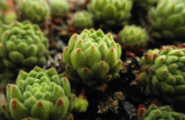  Crassulaceae