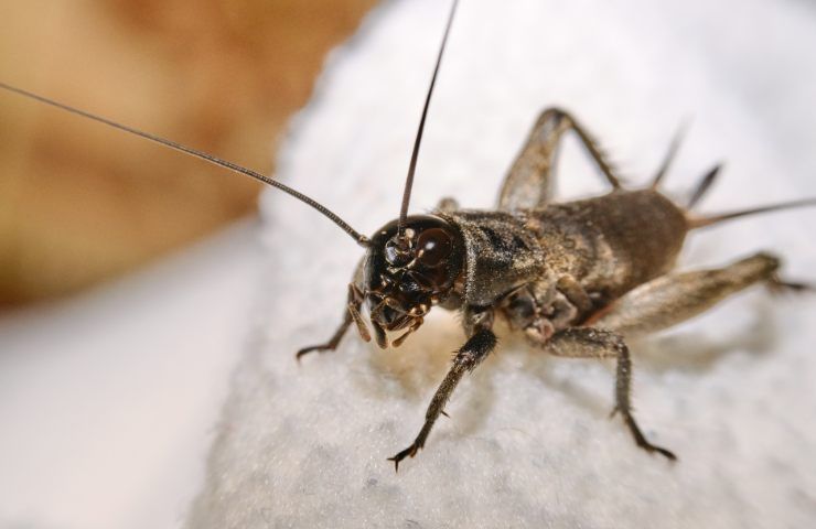 Un grillo in dettaglio