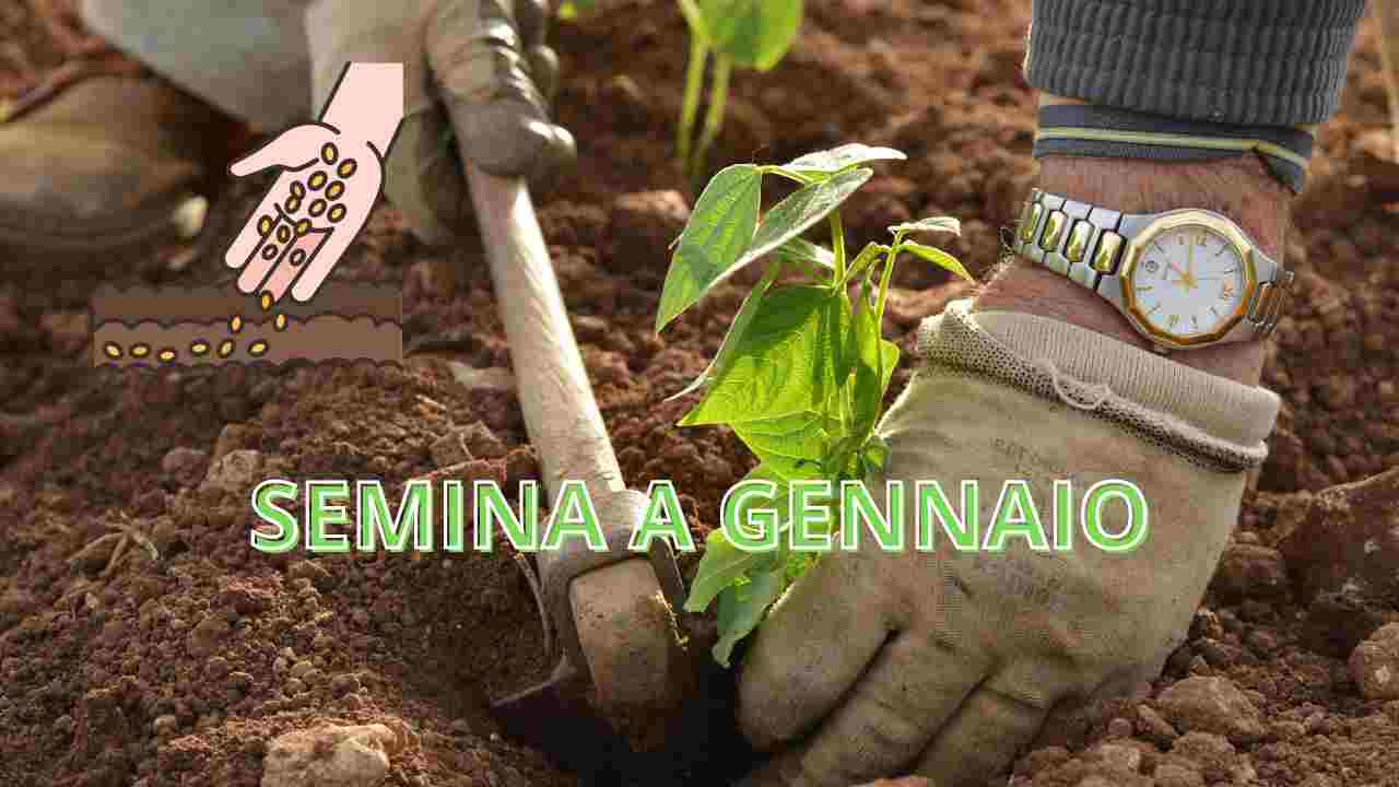 orto di gennaio cosa piantare cosa seminare